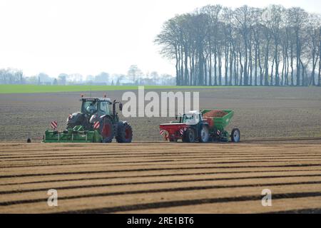 Piantagione di patate, semina meccanizzata con trattore. Foto Stock