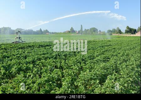 Agricoltura, coltivazione della patata: Irrigazione di un campo di patate durante un'ondata di calore e calore bruciante. Tubo di alimentazione della pistola sprinkler Foto Stock