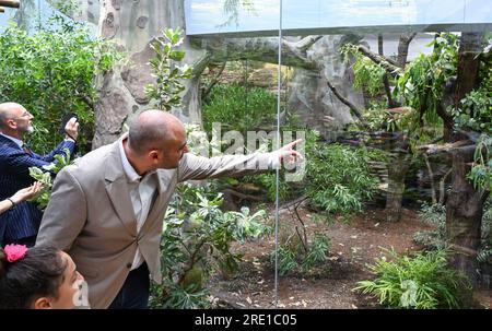 Stoccarda, Germania. 24 luglio 2023. Danyal Bayaz (Bündnis 90/die Grünen), ministro delle Finanze del Baden-Württemberg, esamina il recinto per i koala all'apertura della nuova Casa Australis dell'Australia. Wilhelma aveva trascorso circa quattro anni trasformando l'ex casa delle scimmie dagli anni '1970 in "Terra Australis". Crediti: Bernd Weißbrod/dpa/Alamy Live News Foto Stock