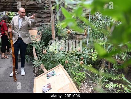 Stoccarda, Germania. 24 luglio 2023. Danyal Bayaz (Bündnis 90/die Grünen), ministro delle Finanze del Baden-Württemberg, esamina il recinto per i koala all'apertura della nuova Casa Australis dell'Australia. Wilhelma aveva trascorso circa quattro anni trasformando l'ex casa delle scimmie dagli anni '1970 in "Terra Australis". Crediti: Bernd Weißbrod/dpa/Alamy Live News Foto Stock