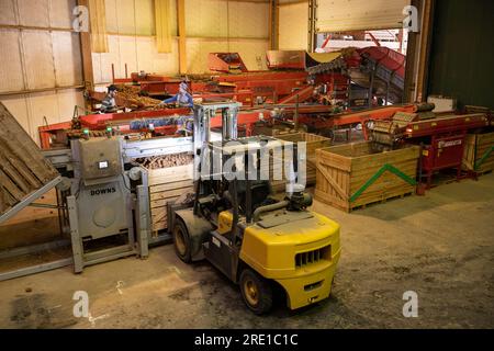 Raccolta delle patate: Patate Manitou, tubero con buccia di rosso rosato. Grandi casse di legno per il trasporto e lo stoccaggio a lungo termine delle colture di patate. Carrello elevatore Co Foto Stock