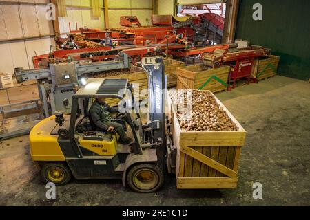 Raccolta delle patate: Patate Manitou, tubero con buccia di rosso rosato. Grandi casse di legno per il trasporto e lo stoccaggio a lungo termine delle colture di patate. Carrello elevatore Co Foto Stock