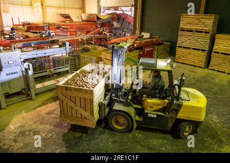 Raccolta delle patate: Patate Manitou, tubero con buccia di rosso rosato. Grandi casse di legno per il trasporto e lo stoccaggio a lungo termine delle colture di patate. Carrello elevatore Co Foto Stock