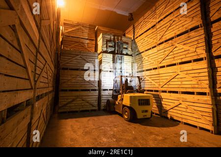 Raccolta delle patate: Patate Manitou, tubero con buccia di rosso rosato. Grandi casse di legno per il trasporto e lo stoccaggio a lungo termine delle colture di patate. Carrello elevatore Co Foto Stock