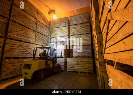 Raccolta delle patate: Patate Manitou, tubero con buccia di rosso rosato. Grandi casse di legno per il trasporto e lo stoccaggio a lungo termine delle colture di patate. Carrello elevatore Co Foto Stock