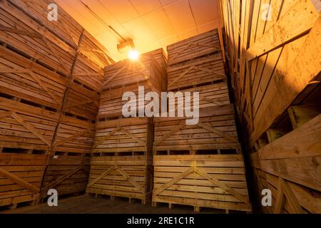 Raccolta delle patate: Patate Manitou, tubero con buccia di rosso rosato. Grandi casse di legno per il trasporto e lo stoccaggio a lungo termine delle colture di patate. Magazzino freddo Foto Stock