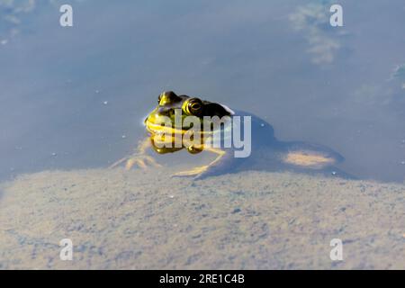 Una rana di toro si prende il sole nell'acqua poco profonda dello stagno. Foto Stock