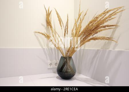 Erba di Pampas in vaso di vetro su sfondo rosa e blu. Vista frontale,  spazio di copia. Design minimalista Foto stock - Alamy