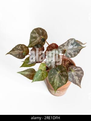 Vista dall'alto verticale ravvicinata della giovane begonia rizomatosa in vaso di argilla con fogliame verde, argento e rosso scuro isolato su sfondo bianco Foto Stock