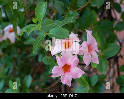 Vista ravvicinata dei diplomi freschi rosa tenue, detti mandevilla o fiori di tromba rocciosa, fioriti all'aperto in giardino Foto Stock