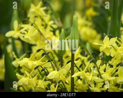 Tulip "Elegant Lady" e Narciso "Hawera" (primo piano colorato in primavera) - aiuole con giardino di campagna inglese, West Yorkshire, Inghilterra, Regno Unito. Perinth Foto Stock