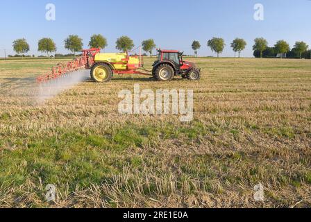 Trattamento fitosanitario su una parcella agricola, infestante: Irrorazione di Roundup, un erbicida a base di glifosato, su stoppia di grano per controllare il frumento r Foto Stock