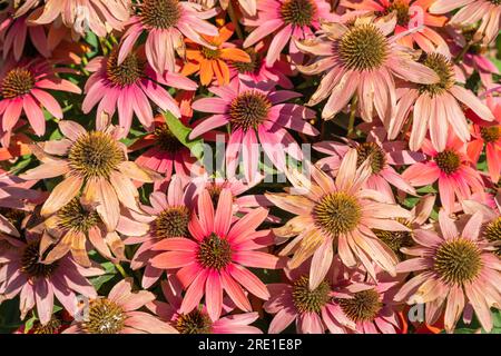 Vista ravvicinata dall'alto dei fiori rosa arancio dell'echinacea purpurea, nota anche come coneflower viola o fiore del riccio che fiorisce all'aperto alla luce del sole Foto Stock