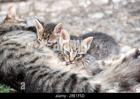 Primo piano dei gattini che succhiano il latte dalla madre gatta all'aperto. Animali domestici. Felini. Foto Stock