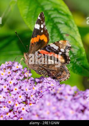 Una farfalla Red Admiral su un fiore di buddleia, Chipping, Preston, Lancashire, Regno Unito Foto Stock