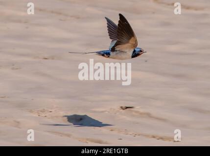 Un volo di swallow, Arnside, Milnthorpe, Cumbria, Regno Unito Foto Stock