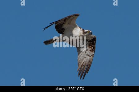 Un falco pescatore che sorvola l'estuario del Kent, Arnside, Milnthorpe, Cumbria, Regno Unito Foto Stock