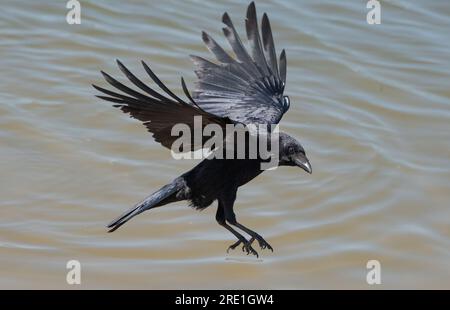 Un Raven che sorvola l'estuario del Kent, Arnside, Cumbria, Regno Unito Foto Stock