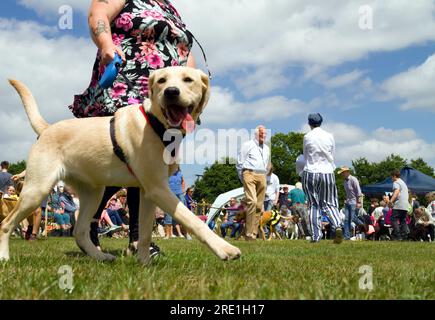 Due giudici assistono a Una sfilata di cani e proprietari durante Una mostra canina con spettatori seduti a Un Village Festival, Fair, Inghilterra, Regno Unito Foto Stock