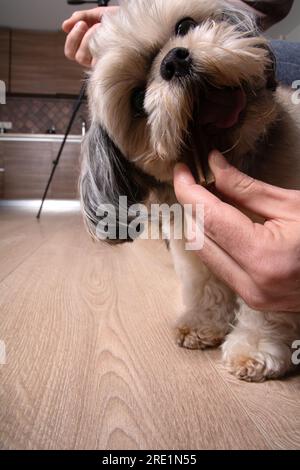 foto di un piccolo cane di razza in piedi sul pavimento nella casa che morde dolcetti per animali domestici Foto Stock