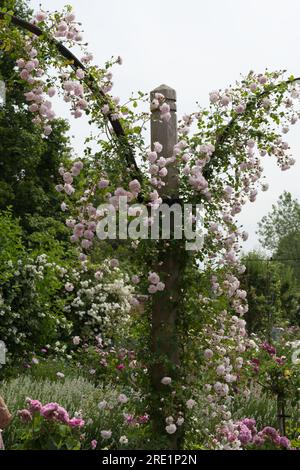 Fiori estivi rosa pallido di rosa sgargiante, Rosa Debutante nel giardino britannico di giugno Foto Stock