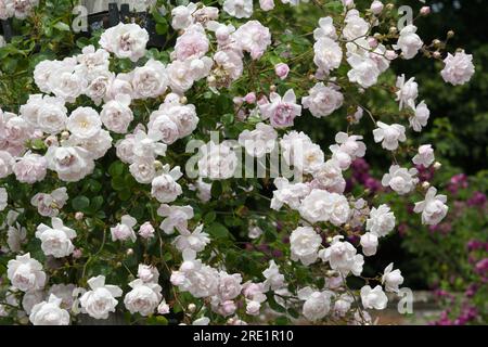 Fiori estivi rosa pallido di rosa sgargiante, Rosa Debutante nel giardino britannico di giugno Foto Stock