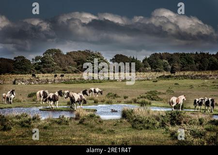 Cavalli al pozzo d'acqua sulla brughiera di Bodmin con nuvole di tempesta Foto Stock
