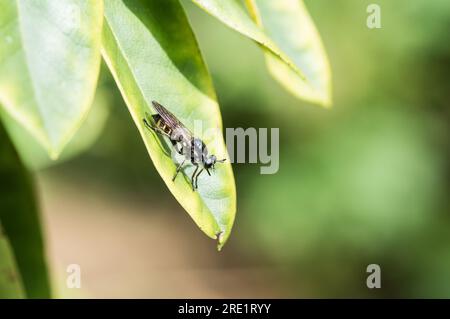 Robberfly dai capelli d'oro arroccato (Choerades marginatus) Foto Stock