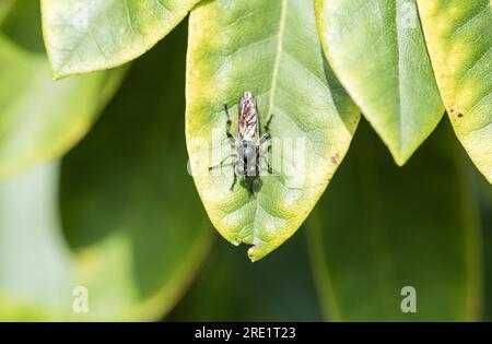 Robberfly dai capelli d'oro arroccato (Choerades marginatus) Foto Stock