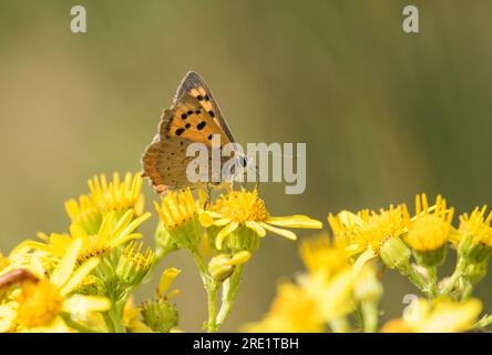 Piccolo rame (Lycaena phlaeas) che si nuota su Ragwort Foto Stock