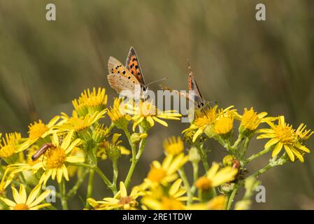 Piccolo rame (Lycaena phlaeas) che si nuota su Ragwort Foto Stock