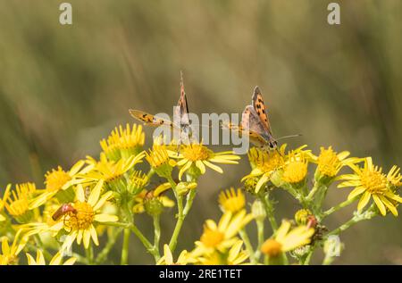 Piccolo rame (Lycaena phlaeas) che si nuota su Ragwort Foto Stock