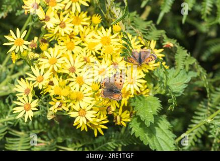 Piccolo rame (Lycaena phlaeas) che si nuota su Ragwort Foto Stock