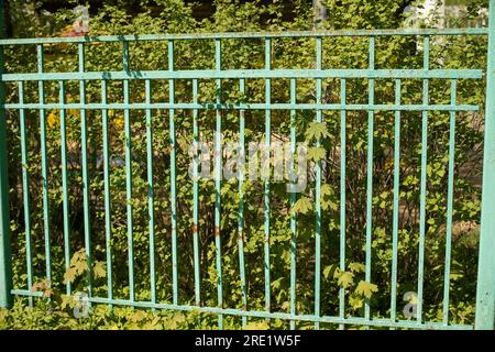 Recinzione verde in barre d'acciaio. Recinzione intorno al parco. Dettagli del territorio. Recinzione e cespugli. Foto Stock