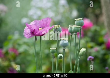 Fiori rosa, boccioli e teste di semi di papavero di oppio, Papaver somniferum, nel giardino del Regno Unito di giugno Foto Stock