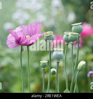 Fiori rosa, boccioli e teste di semi di papavero di oppio, Papaver somniferum, nel giardino del Regno Unito di giugno Foto Stock