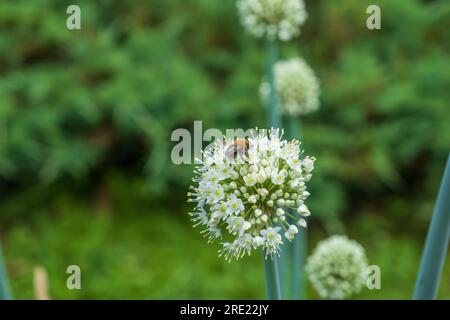I grandi fiori bianchi dell'aglio da giardino. giardino decorativo, pianta del parco. elemento decorativo molto efficace. un'ape da miele seduta su un fiore. Foto Stock