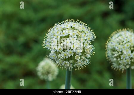 I grandi fiori bianchi dell'aglio da giardino. giardino decorativo, pianta del parco. elemento decorativo molto efficace Foto Stock
