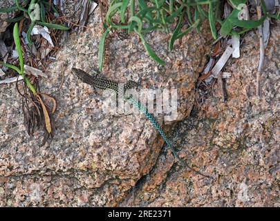 Lucertola sarda nella natura Foto Stock