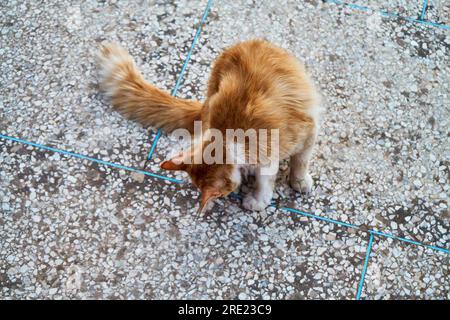 Ginger Cat sul tetto Foto Stock