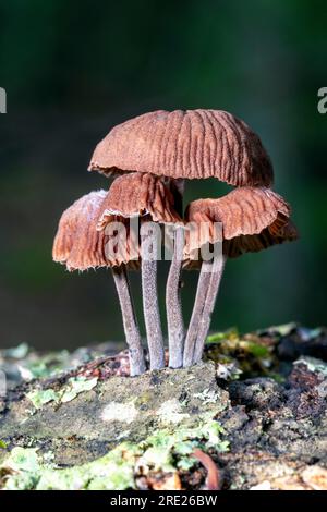 Gruppo di piccoli funghi che crescono sul tronco di alberi caduti - Dupont Recreational State Forest, vicino a Brevard, North Carolina, Stati Uniti Foto Stock