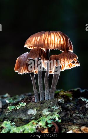 Gruppo illuminato di piccoli funghi che crescono sul tronco di alberi caduti - Dupont Recreational State Forest, vicino a Brevard, North Carolina, Stati Uniti Foto Stock