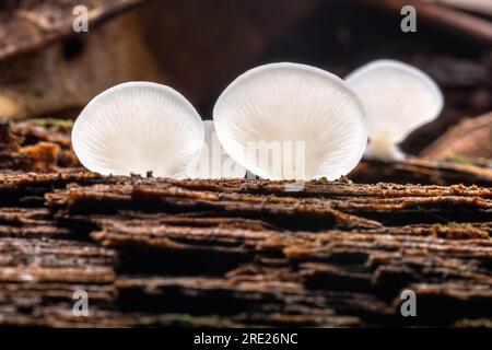 Funghi bianchi delicati che crescono sul tronco caduto - DuPont Recreational State Forest, vicino a Brevard, North Carolina, Stati Uniti Foto Stock