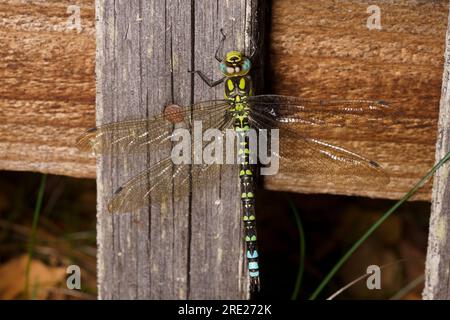 Aeshna cyanea falco meridionale falco blu libellula natura selvaggia carta da parati di insetti Foto Stock
