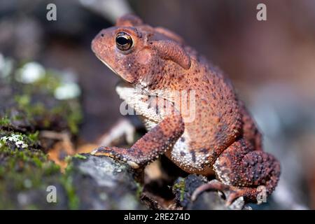 Primo piano di un rospo americano (Anaxyrus americanus) - Dupont Recreational State Forest, vicino a Brevard, North Carolina, USA Foto Stock