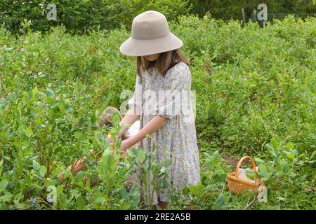 Una ragazza adolescente con un cappello a setole larghe in un campo di mirtilli. Vendemmia in estate. Ritratto al lavoro sul campo Foto Stock