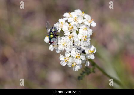 gold Fliege Insekt mit dem Käfer auf Schafgarbe Blume Foto Stock