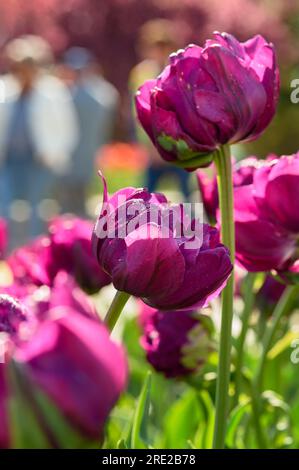 I pedoni camminano oltre il letto dei tulipani viola - primavera Foto Stock