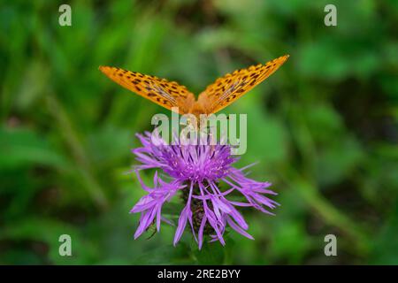 Butterfly fritillary con ali arancioni aperte con puntini punteggiati su un fiore. Foto Stock