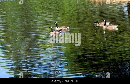 Fontana nel parco. Foto Stock